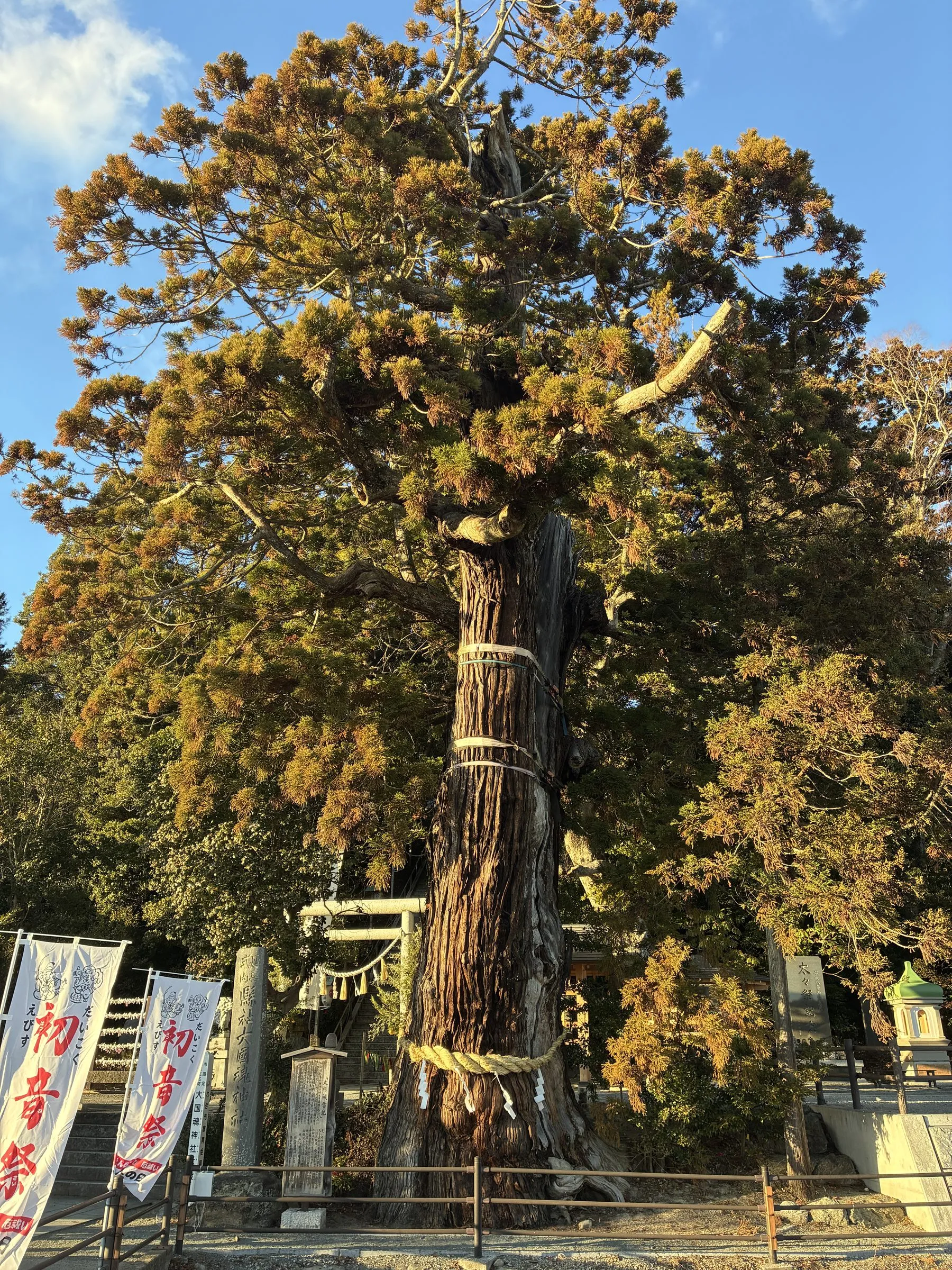 注連縄を張ったご神木の大杉