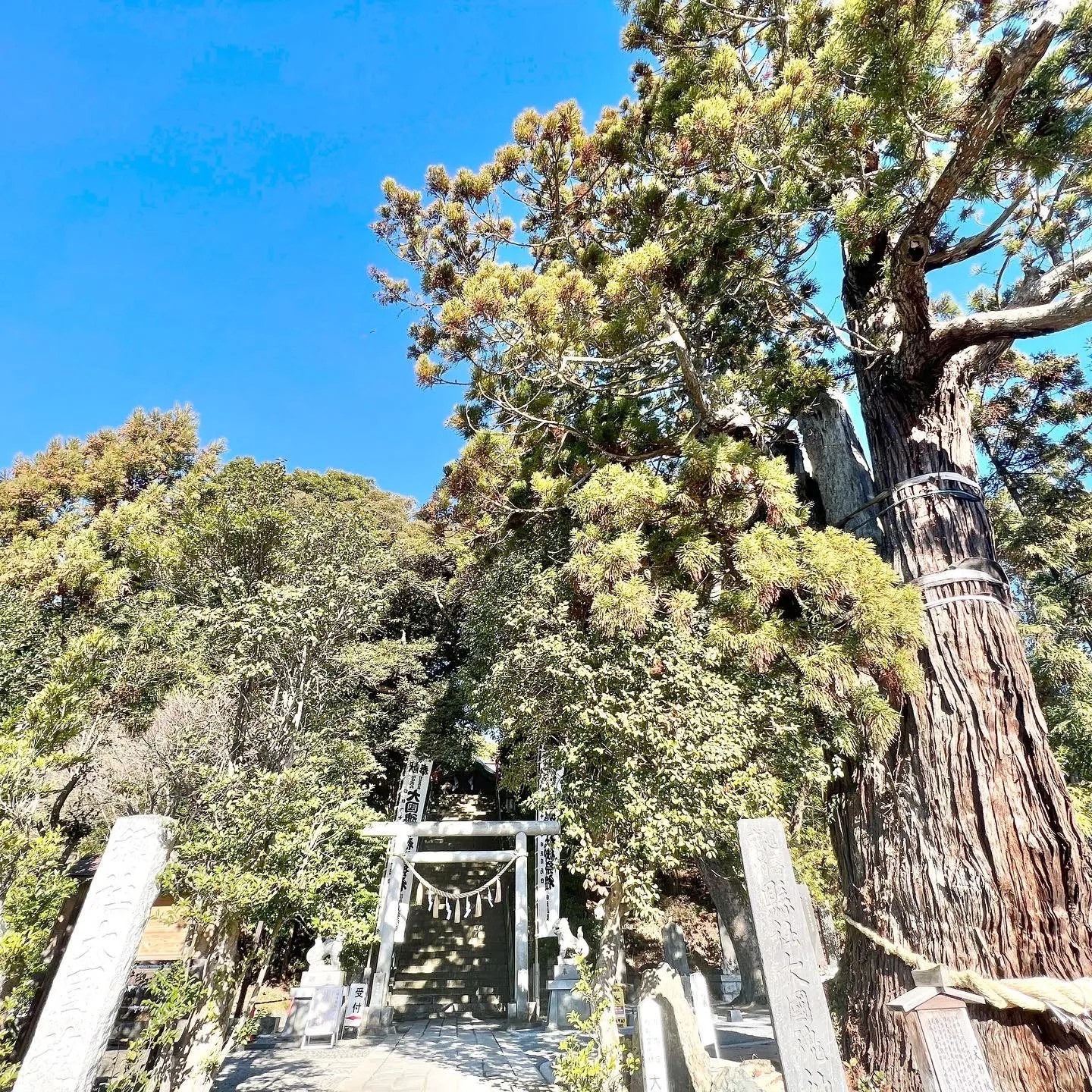 杜に囲まれた鳥居と石段