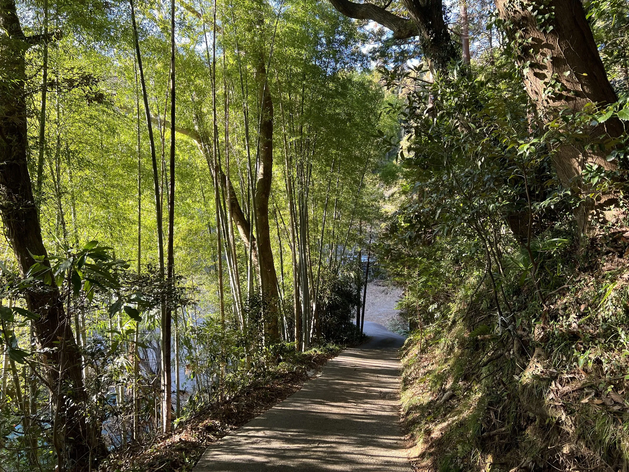 竹林のあいだを上る裏参道